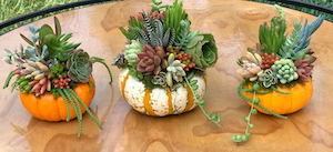 Pumpkin and Gourd Centerpieces