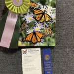 Photography, Butterfly